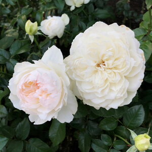 バラ 苗 京成 【ボレロ (FL) 中輪 四季咲き】 2年生 接ぎ木大苗 薔薇 ローズ バラ の 苗 京成 バラ 園