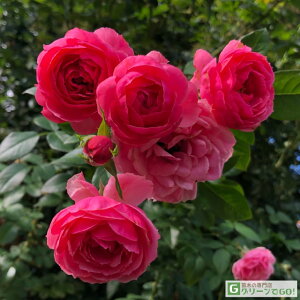 o c  y||lb (CL)  lG炫z 3N ڂ 1.3m c (ڕc) A[` KN [Y o  c  o 