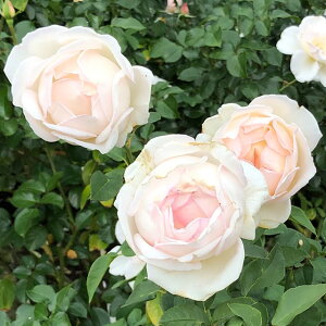 o c  yOT (FL)  lG炫z 2N ڂؑc KN [Y o  c  o 