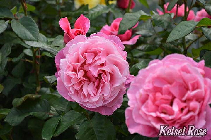 楽天市場 バラ 苗 京成 アライブ Ht 大輪 四季咲き 2年生 接ぎ木大苗 薔薇 ローズ バラ の 苗 京成 バラ 園 苗木の専門店 グリーンでgo 楽天市場 バラ 苗 京成 アライブ Ht 大輪 四季咲き 2年生 接ぎ木大苗 薔薇 ローズ バラ の 苗 京成 バラ 園 苗木の専門店 グリーンでgo