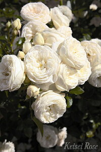 o c  yAe~X (CL) lG炫z 2N ڂؑc KN [Y o  c  o 