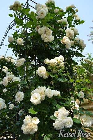 楽天市場 バラ 苗 京成 アルテミス Cl 四季咲き 2年生 接ぎ木大苗 薔薇 ローズ バラ の 苗 京成 バラ 園 苗木の専門店 グリーンでｇｏ