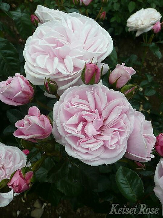 楽天市場 バラ 苗 京成 エンジェル ハート Cl 四季咲き 2年生 接ぎ木大苗 薔薇 ローズ バラ の 苗 京成 バラ 園 苗木の専門店 グリーンでｇｏ