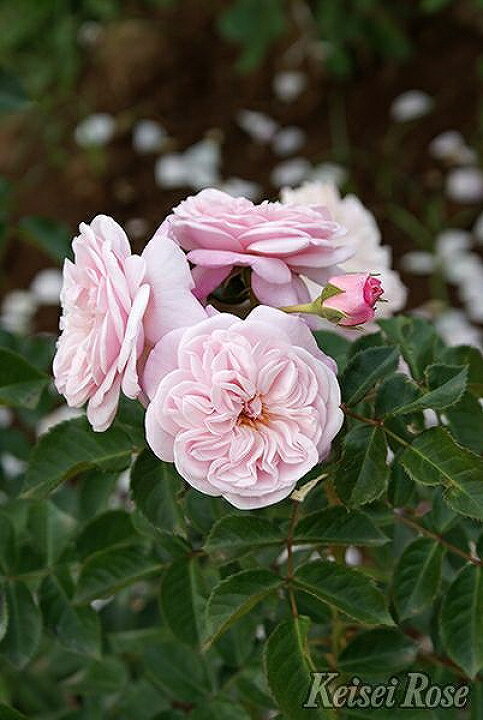 楽天市場 バラ 苗 京成 エンジェル ハート Cl 四季咲き 2年生 接ぎ木大苗 薔薇 ローズ バラ の 苗 京成 バラ 園 苗木の専門店 グリーンでｇｏ