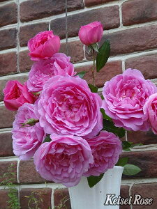 o c  yI[Lbh }X (FL)  lG炫z 2N ڂؑc KN [Y o  c  o 