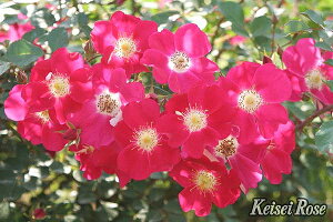 o c  yLfBA CfBh (Cio) lG炫z 2N ڂؑc KN [Y o  c  o 