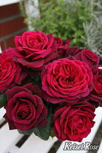 o c  yO[tB fBAi (HT)  lG炫z 2N ڂؑc KN [Y o  c  o 