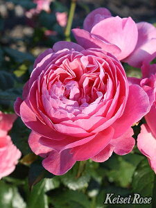 o c  yPi[ t[ (CL) lG炫z 2N ڂؑc KN [Y o  c  o 