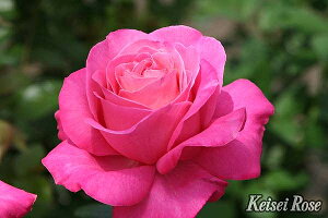 o c  y (HT)  lG炫z 2N ڂؑc KN [Y o  c  o 