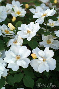 o c  yzCg mbN AEg (FL)  lG炫z 2N ڂؑc KN [Y o  c  o 