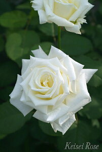 o c  ynl pE2 (HT)  lG炫z 2N ڂؑc KN [Y o  c  o 