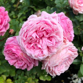 バラ 苗 京成 【ラリッサバルコニア (FL) 中輪 四季咲き】 2年生 接ぎ木大苗 薔薇 ローズ バラ の 苗 京成 バラ 園