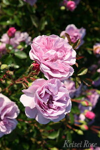 o c  yCj[ u[ (CL) lG炫z 3N ڂ 1.3m c (ڕc) KN [Y o  c  o 