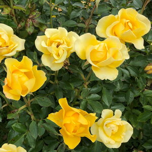 o c  y hD \C (FL)  lG炫z 2N ڂؑc KN [Y o  c  o 