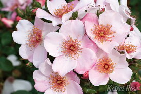 楽天市場 バラ 一重の通販