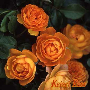 o c  ynj[L (FL)z 2N ڂؑc KN [Y o  c  o 