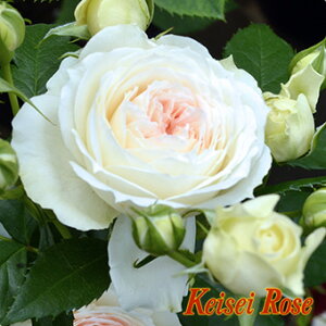 o c  yNX (FL)z 2N ڂؑc KN [Y o  c  o 