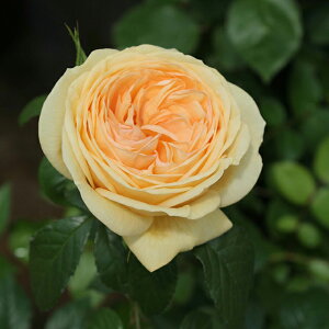 o c  yeBbv gbv (HT)z 2N ڂؑc KN [Y o  c  o 