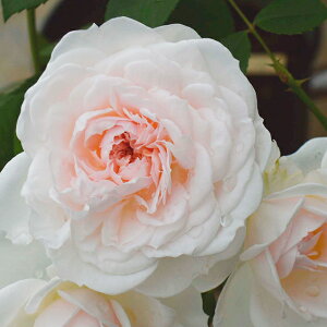 o c  yvZX F[ (FL) z 2N ڂؑc KN [Y o  c  o 