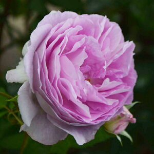 o c  yG[fV^C (CL)z 2N ڂؑc A[` KN [Y o  c  o 