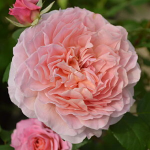 o c  yACXtH[Q (CL)z 2N ڂؑc A[` KN [Y o  c  o 