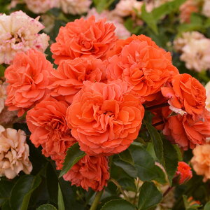 o c  yIW[ (CL)  Ԃ炫z 2N ڂؑc KN [Y o  c  o 