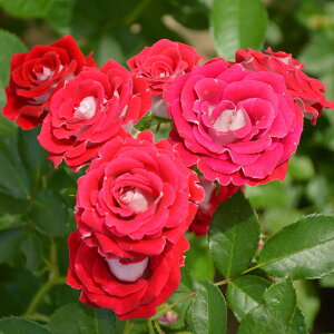 o c  yx̖ (FL)  lG炫z 2N ڂؑc KN [Y o  c  o 