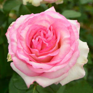 o c  yNVF (HT)  lG炫z 2N ڂؑc KN [Y o  c  o 