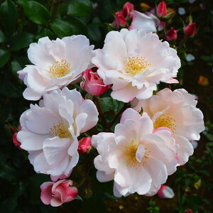 o c  yO[e (FL)  lG炫z 2N ڂؑc KN [Y o  c  o 