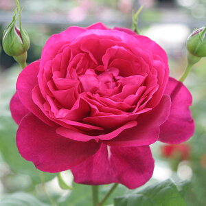 o c  yQ[e[Y (HT)  lG炫z 2N ڂؑc KN [Y o  c  o 