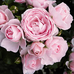 o c  ynXQ[loC (Cio)  lG炫z 2N ڂؑc KN [Y o  c  o 