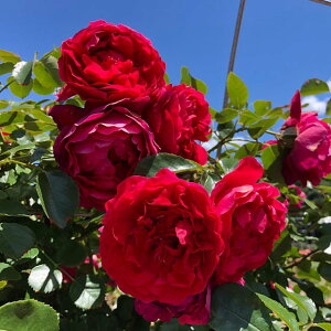 o c  yteB[i (CL)  Ԃ炫z 2N ڂؑc KN [Y o  c  o 