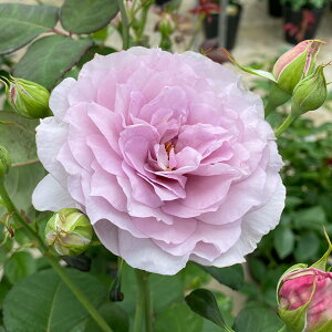 o c  y߂̕ (HT)  lG炫z 2N ڂؑc KN [Y o  c  o 