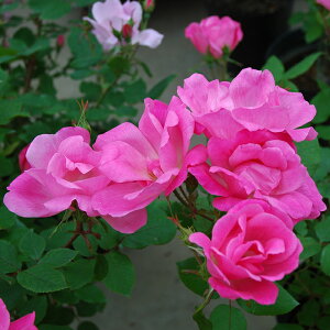 o c  ysN mbN AEg (FL)  lG炫z 2N ڂؑc KN [Y o  c  o 