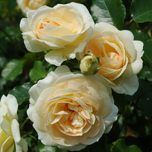 ローズ マリーの人気商品 通販 価格比較 価格 Com