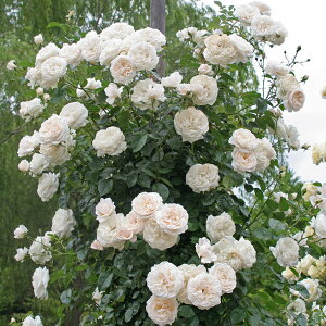 o c  yT}[ [Y (CL)  lG炫z 2N ڂؑc KN [Y o  c  o 