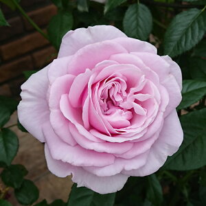 o c  ypt[ hX (CL) ցz 2N ڂؑc KN [Y o  c  o 