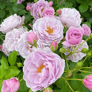 o c  yv[O (CL) ցz 2N ڂؑc KN [Y o  c  o 