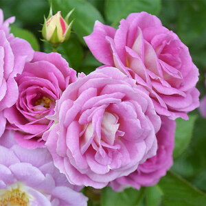 o c  yA[NeBbNu[ (FL) mo^in  lG炫z 2N ڂؑc KN [Y o  c  o 