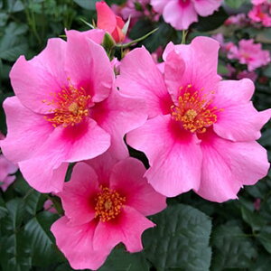 o c  yV[[CsN (FL) mo^in  lG炫z 2N ڂؑc KN [Y o  c  o 