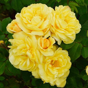 o c  yX}Cnj[[Y ܂̃v[ (FL) mo^in  lG炫z 2N ڂؑc KN [Y o  c  o 