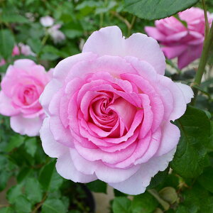 o c  yA_[W iHTj mo^in  lG炫z 2N ڂؑc KN [Y o  c RfX o 