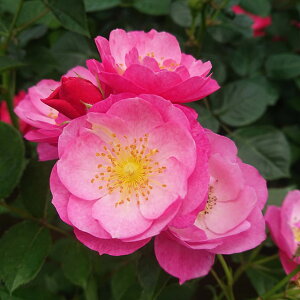 o c  y iFLj mo^in  lG炫z 2N ڂؑc KN [Y o  c  o 