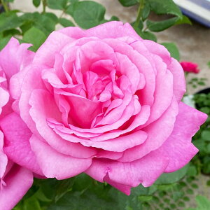 o c  yfBW[ iHTj mo^in  lG炫z 2N ڂؑc KN [Y o  c ^^E o 