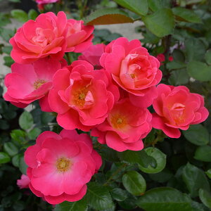 o c  ysNubNnEX iFLj mo^in  lG炫z 2N ڂؑc KN [Y o  c CA o 