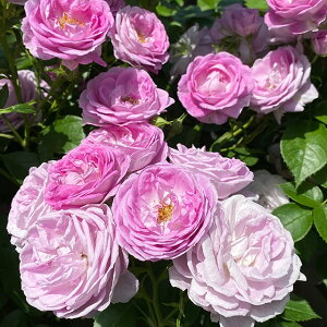 o c  y gvtF iFLj mo^in  lG炫z 2N ڂؑc KN [Y o  c RfX o 