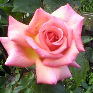 o c yo RpbV (CL) Ԃ炫z 2N ڂؑc A[` KN [Y o  c