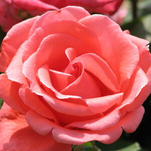 o c yn[j[ (HT)  lG炫z 2N ڂؑc KN [Y o  c