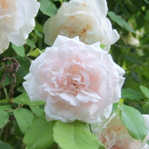 o c y}_AtbhLG[ (old) I[h[Y  Ԃ炫z 3N 1.3m ڂ c(ڕc) KN [Y o  c