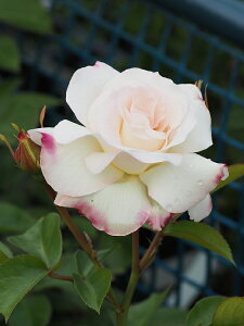  JԌ㋭芔 ԉȂ o c y}`_ (FL)  lG炫z 2N ڂؑc ij[ܕtj KN [Y o  c kCE͑KpOłB